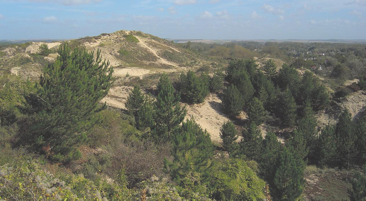 Sentier des dunes