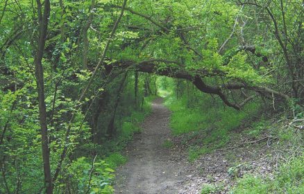 Sentier De La Fôret