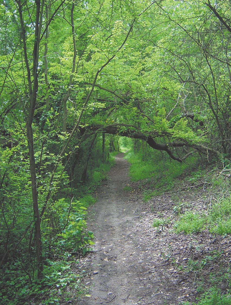 Sentier De La Fôret