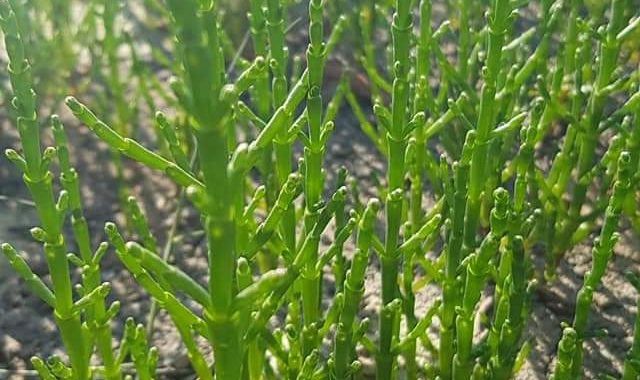 La Salicorne, le goût de la mer