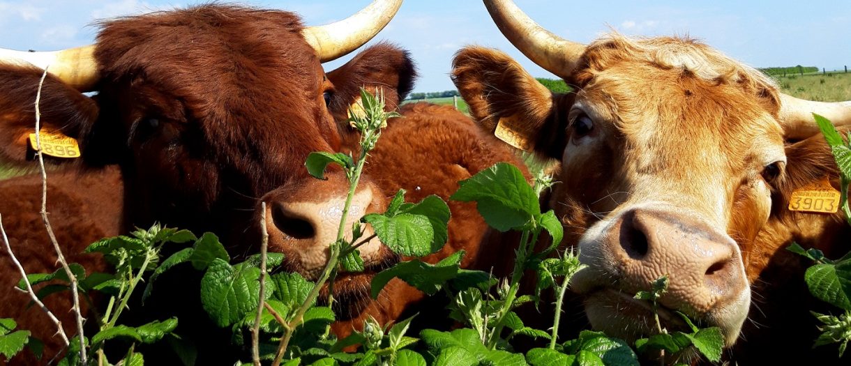 La fine fleur des Producteurs