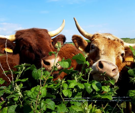 Pature – vache – Lépine