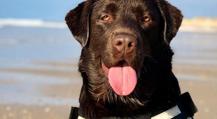 Dog Run 2025 : une journée qui a du chien !