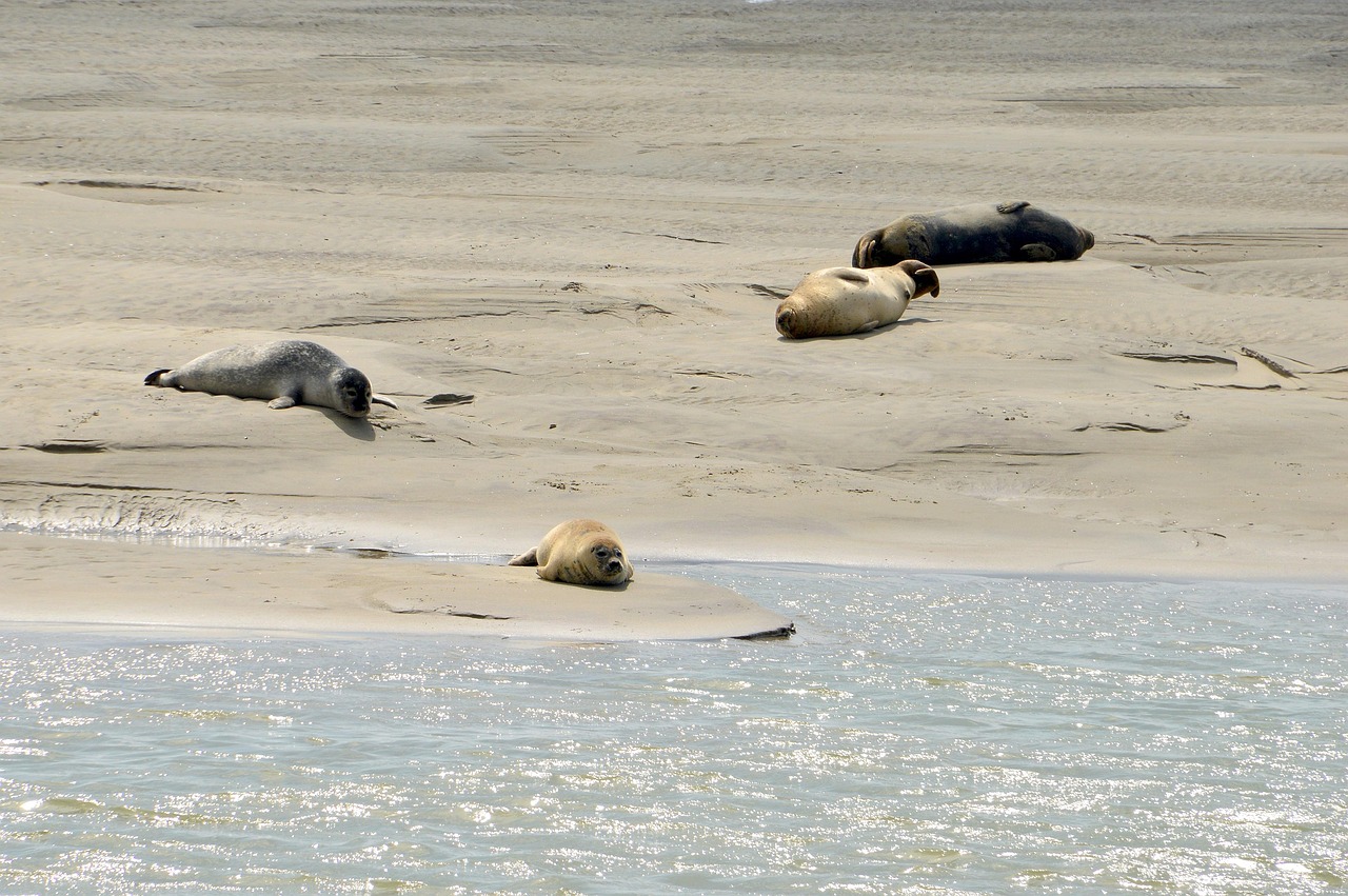 1. Berck-sur-Mer 12 km Festival