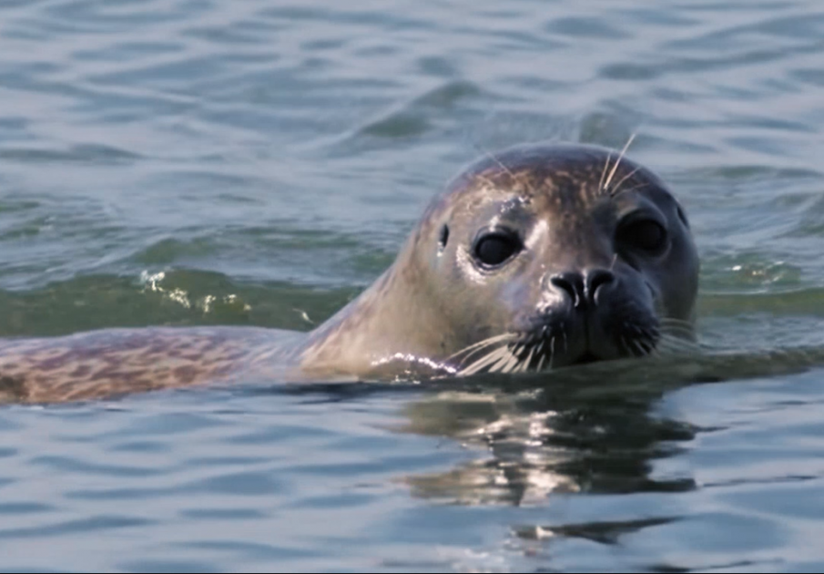 Aux origines de la Côte d’Opale