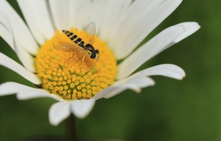 Dunes de Mayville – Défi pollinisateurs