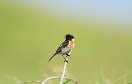 Dunes de Stella-Merlimont – Les passereaux des dunes