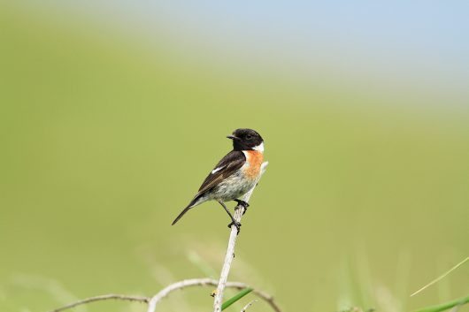 34-stella-merlimont-14-04