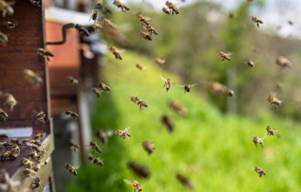 La Vie des Abeilles dans et hors la Ruche