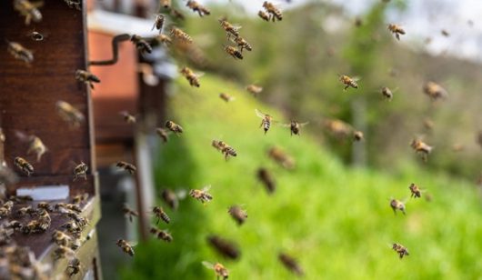 abeilles-ruche-ban