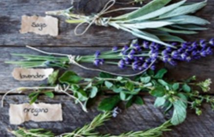 Apprenti(e) Herbaliste