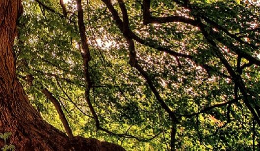 arbres-arbustes-ligneux-gdeam-jplenio-1