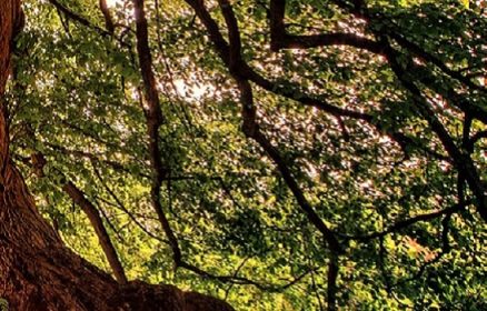 Sortie sensorielle dans le Bois de Sorrus