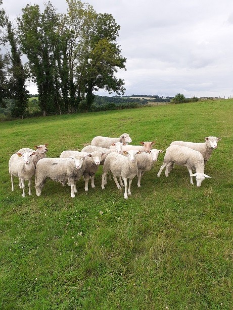 Bergerie de Montcavrel