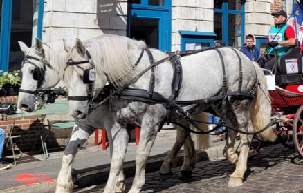 Exposition sur le Cheval Boulonnais