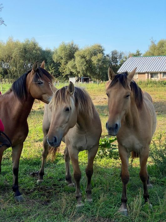 camping-la-molliere-chevaux