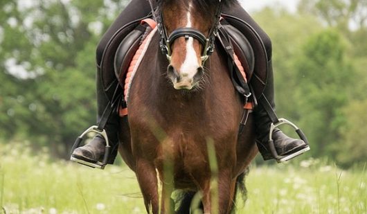 cavalier