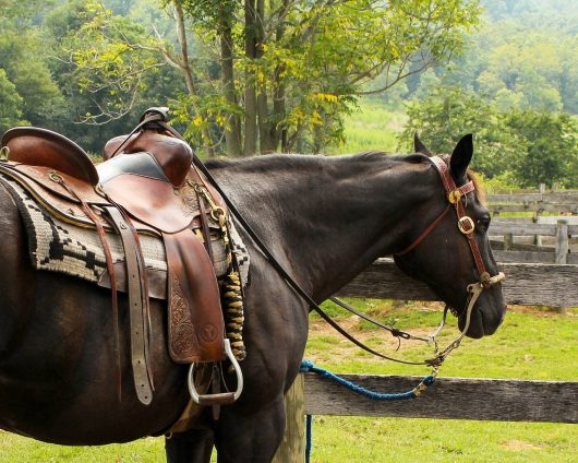 cheval-2