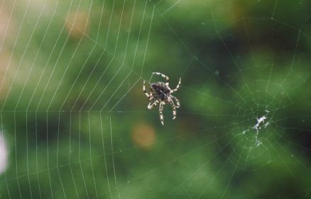 Le monde fabuleux des araignées
