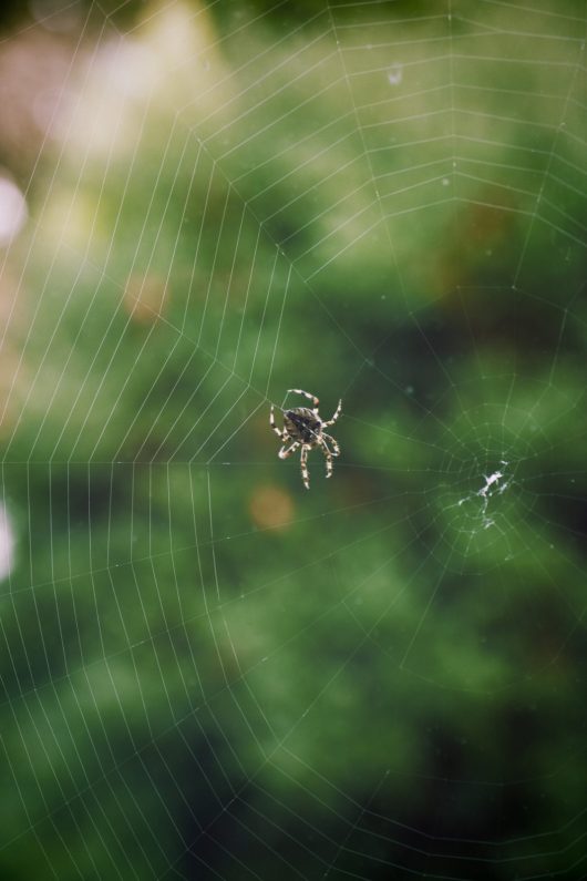 closeup-shot-spider-with-striped-legs-spinning-web-with-blurry-greenery-min