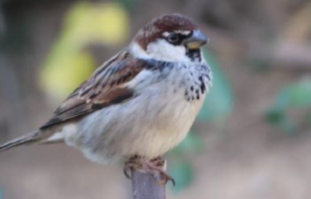 Les Oiseaux des Jardins dans le Communal