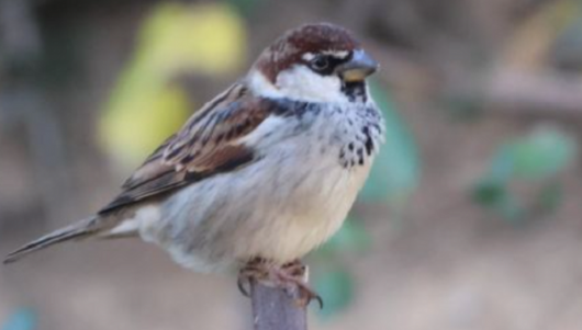 compter-les-oiseaux-la-caloterie-ban