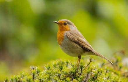 A la découverte des oiseaux des jardins