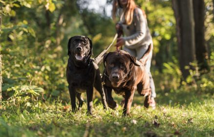 Dog Run – 3ème édition