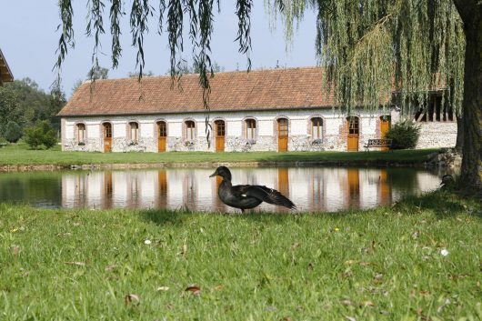 domaine-de-collen-canard