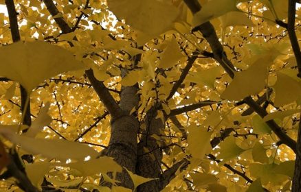 Fête de l&rsquo;Automne à Wailly-Beaucamp