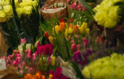 Ventes de Fleurs et Légumes à Repiquer