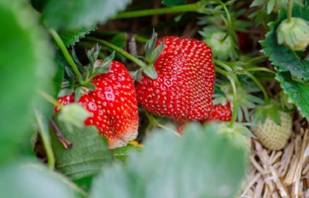 Portes Ouvertes – Fraises de Montéchor