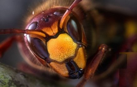 Lutte contre les Frelons asiatiques