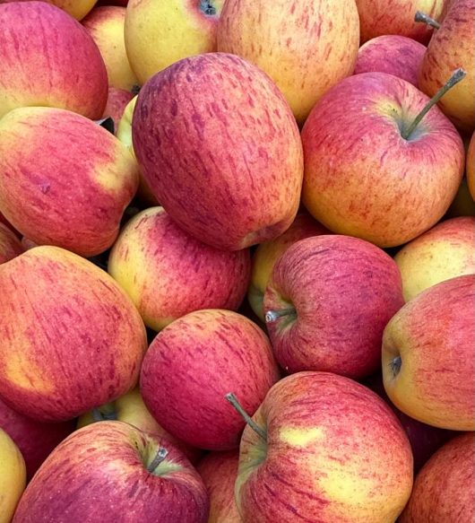 fruits-legumes-drive-fermier-du-montreuillois-drive-fermier-du-montreuillois-03