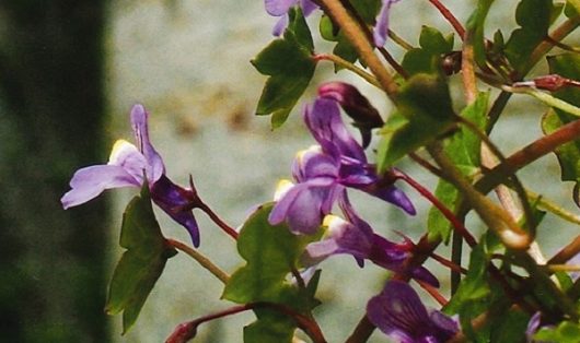 gdeam-nature-plante-fleurs