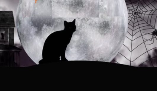 halloween-chat-noir-ban