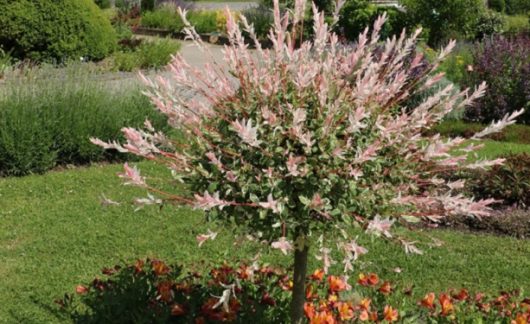 jardins-chartreuse
