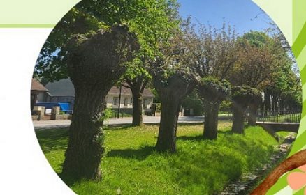 Jeu de Piste autour des Arbres Tétards