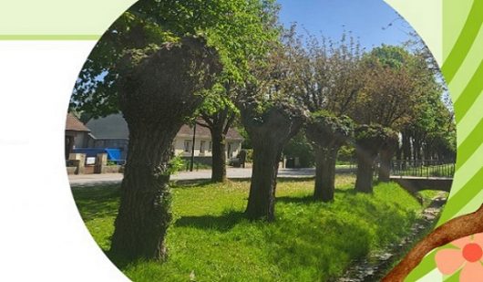 jeu-de-piste-autour-des-arbres-tetards-ban