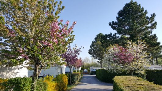 les-cerisiers-allee-fleurie