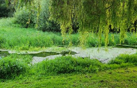Cueillette et Brin de Causette dans les Marais