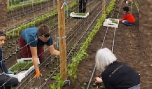les-plantations-au-marais-sage