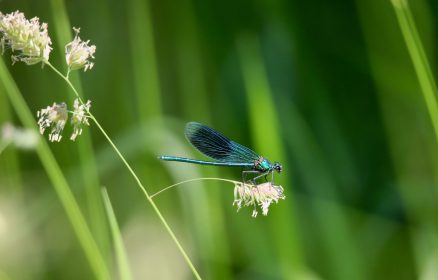 Les Libellules dans les Marais de Montreuil