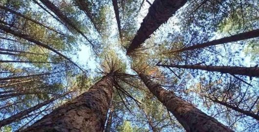 naturaleza-ecotherapie-7