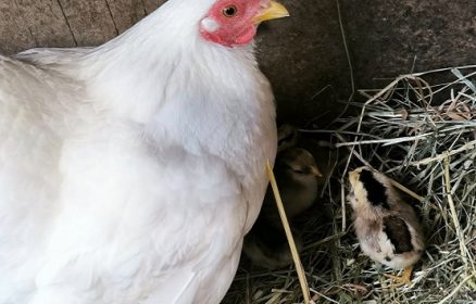 Les P&rsquo;tites Bottes