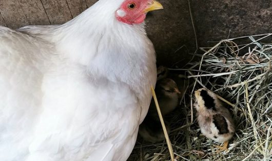nourrir-les-animaux-la-ferme-ban
