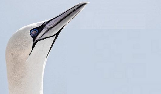 opale-photo-nature-ban
