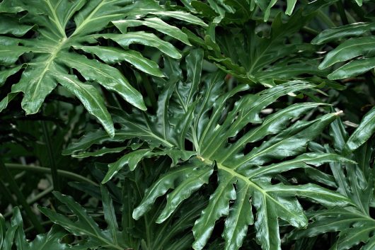 plantes