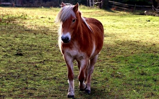 poney-la-ferme-de-mon-enfance-1