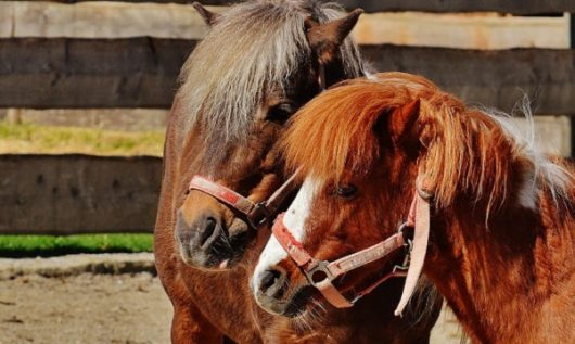 poneys